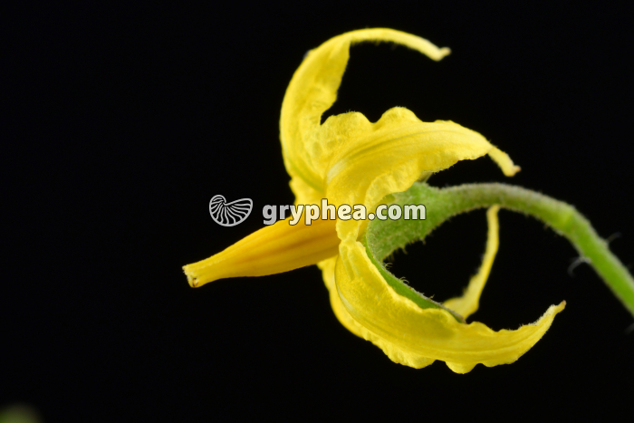 Tomate (Solanum lycopersicum ) - Fleur en vue latérale - gryphea.com